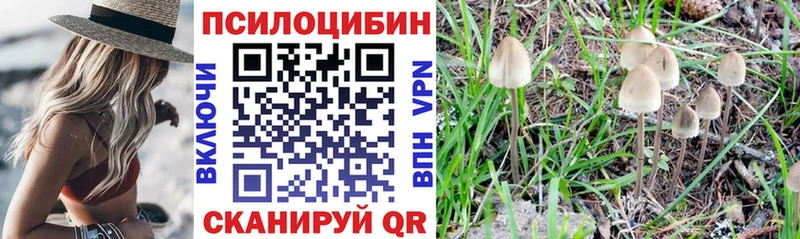 Псилоцибиновые грибы Psilocybe  Зуевка 